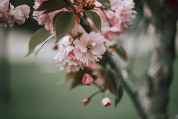 Beautiful spring background with a blooming tree branch