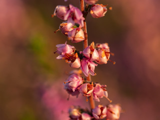 Close up of beautiful blooming purple heather flower. Selective focus.