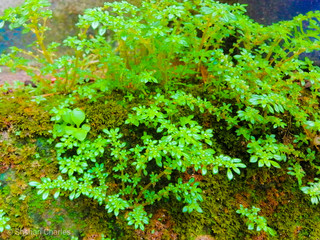 Fototapeta premium green moss on the wall