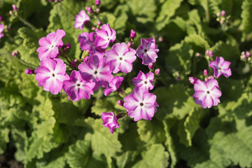 primrose garden blooms 