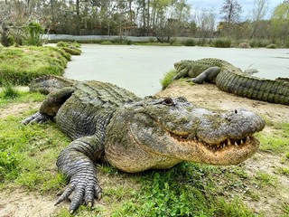 aligator z mississippi