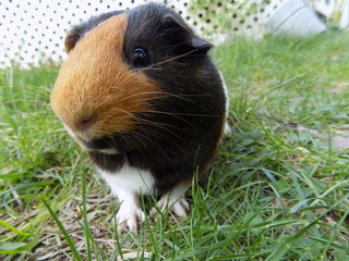 Guinea Pig With Grass