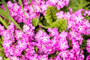 primrose garden blooms 