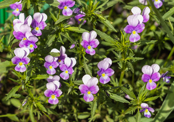 violets bloom in the garden