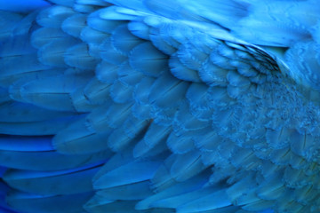 Obraz premium Feathered parrot in a blue background.