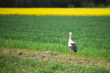 Stork walking on the field on a spring day