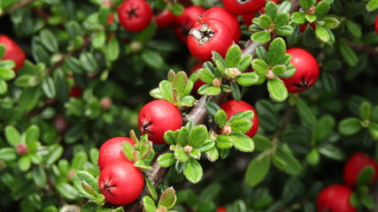 Red bright berries