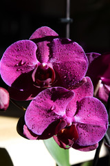 orchidea con gocce acqua fiore 