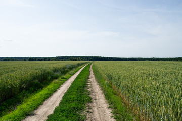 Fototapeta na wymiar Green wheat in the open field in summer