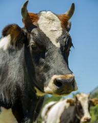 portrait of a cow