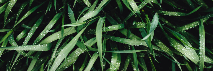 Banner drops on bright green grass after rain. Fresh plants background.