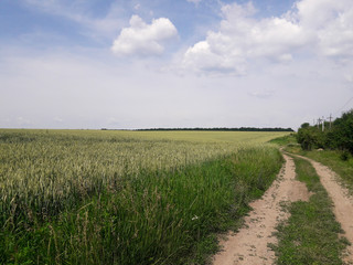 Fototapeta na wymiar Green wheat in the open field in summer