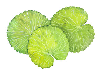 watercolor gotu kola
