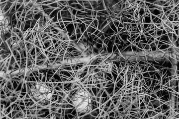 black and white view of impassable thickets