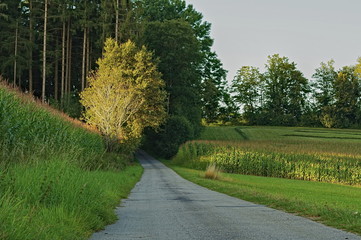 country road in the countryside