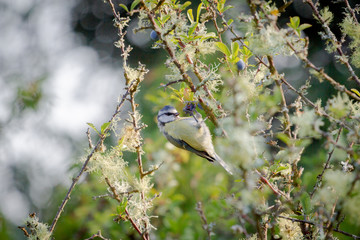 a blue tit
