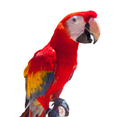 Green winged Macaw, Ara parrot isolated over white.