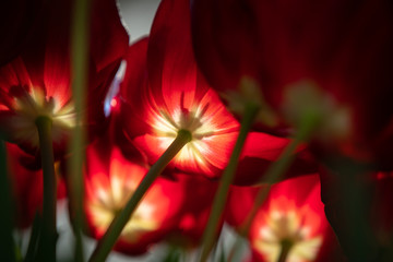 Red tulips at sunlight