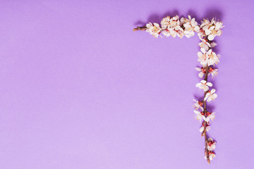 cherry flowers on violet paper background