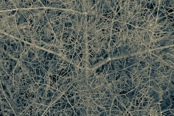 black and white view of impassable thickets