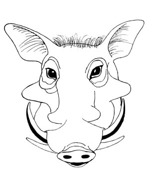 Portrait of an African pig called warthogs. Black and white drawing for coloring