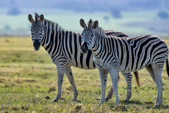 Plains zebra photographed in South Africa. Picture made in 2019.