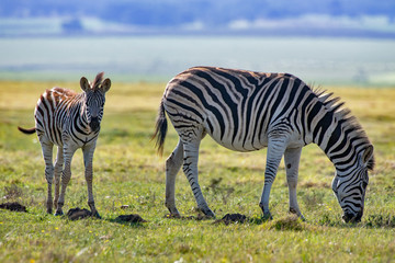 Naklejka premium Plains zebra photographed in South Africa. Picture made in 2019.