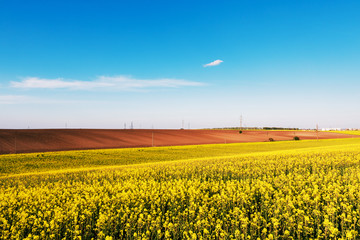 Yellow rapeseed flowers on field with blue sky and clouds
