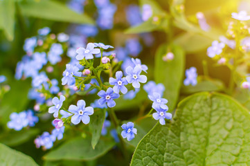Brunner flowers in the spring garden. Spring. Awakening of nature.