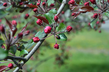 ladybug on an apple tree branch