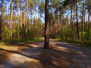 View of the road and one pine tree in the spring forest