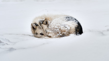 Greenlandic sleddog laying curled up in the snow looking at the camera. © Nikolaj