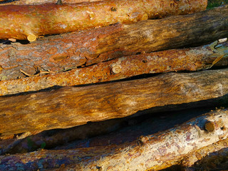 Top view on pine logs background