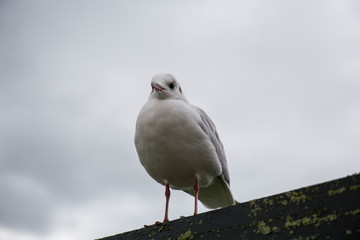 seagull
