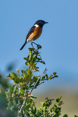 Fototapeta premium African stonechat photographed in South Africa. Picture made in 2019.