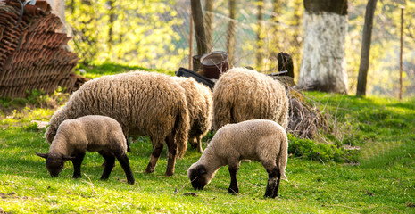 Obraz premium Sheep on pasture. Spring, Farmhouse. 