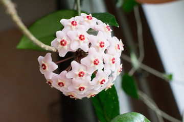 Close-up detail photo of flower wax plant or Hoya Carnosa. Hatural home plant.