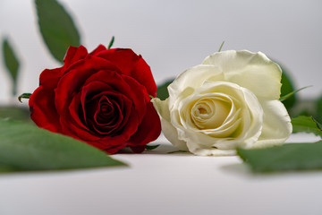 Rote und weiße Rose mit grünen Blättern liegen auf weißem Hintergrund