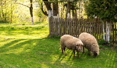 Obraz premium Sheep on pasture. Spring, Farmhouse. 