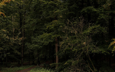 Obraz premium Europe, Belgique, forêt de Soigne, octobre 2019: à l'entrée du fourré