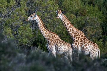 Naklejka na ściany i meble Northern giraffe photographed in South Africa. Picture made in 2019.