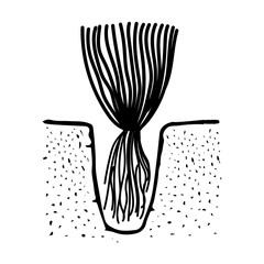 Black outline hand drawing vector illustration of an aquatic decorative plant with roots transplanting in the ground in aquarium isolated on a white background