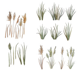Wild field dry and green grass clip art set. Hand drawn isolated herb watercolor stock illustration. Elements for desidning.
