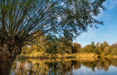 Obraz premium Tradycyjny, holenderski krajobraz. Rezerwat przyrody w Holandii Północnej.