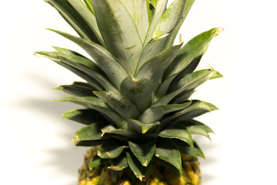 Leaves of a pineapple photographed in a studio with white background and light coming from a sharp angle.