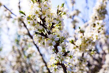 Wild apple tree blossom blooming in spring. Beautiful tender flower on sunny day.