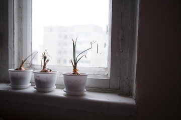 flower, window,