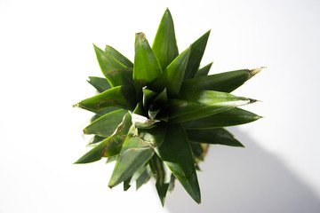 Photograph of a pineapple taken at a zenith angle. From this perspective the pineapple leaves can be seen with a shadow that comes from the upper left side of the photograph.