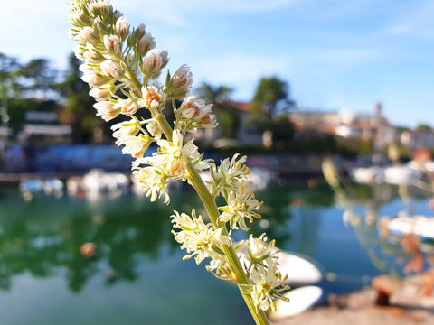 A sprig of white flowers Reseda on the background of the city and the river with yachts.