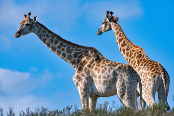 Northern giraffe photographed in South Africa. Picture made in 2019.